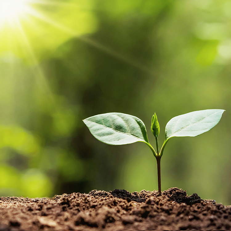 Sustainability