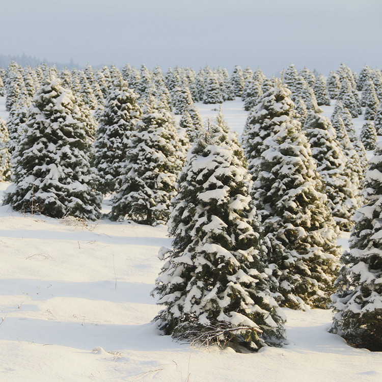 Willamette Valley Christmas tree farm